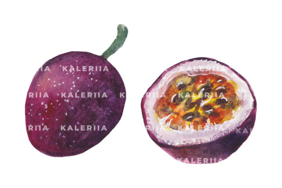 Download Passion Fruit - Watercolor Illustrations - Illustrations Collection